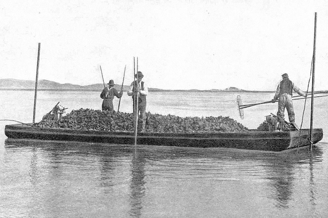 Tonging Oysters in San Francisco Bay, between 1889 and 1891 