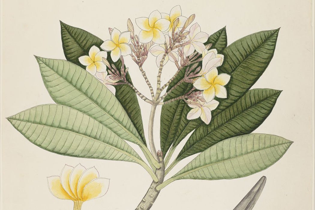 Watercolor illustration of Plumeria Acuminata commissioned by Scottish doctor and botanist William Roxburgh, late 18th century or early 19th century.
