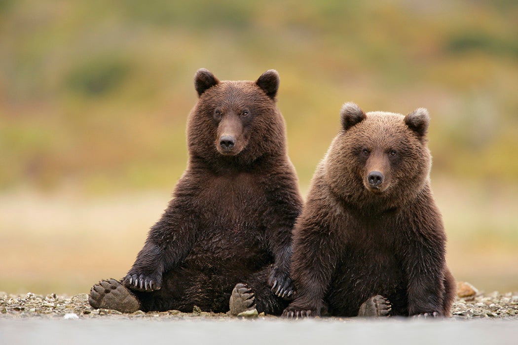 Brown Bears Sitting Together
