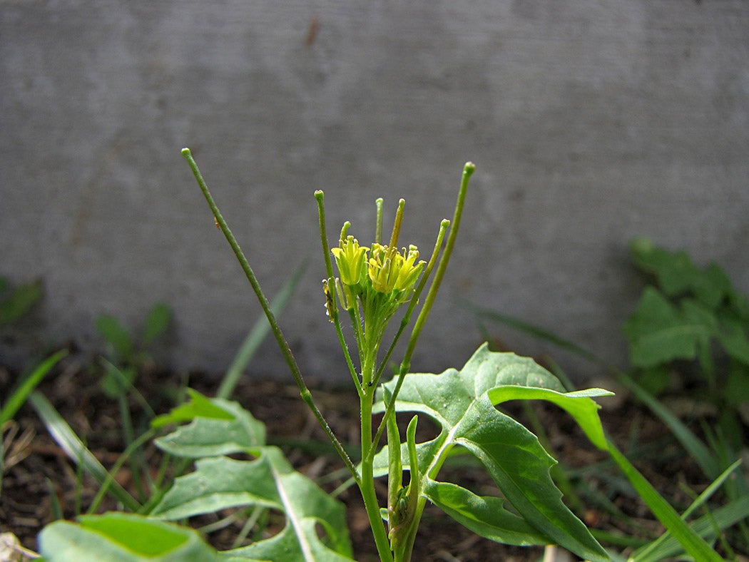 Flower of a Sisymbrium irio, or “London Rocket” via Wikimedia Commons