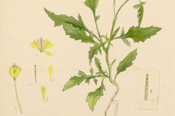 Botanical illustration of Sisymbrium irio Linnaeus (unknown artist, 1896-1898)
