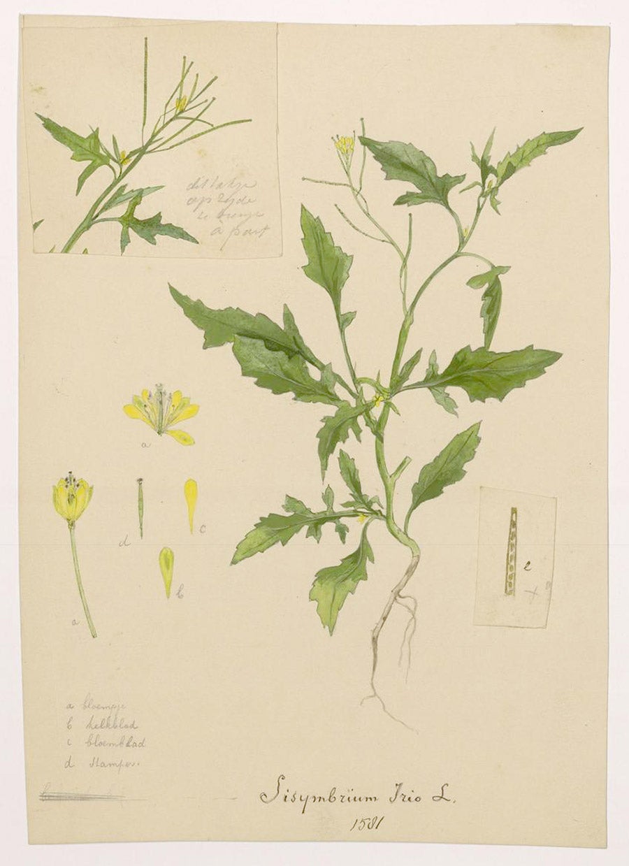 Botanical illustration of Sisymbrium irio Linnaeus (unknown artist, 1896-1898) via Wikimedia Commons