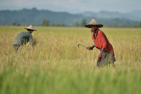 Rakhine farmers harvest in a rice paddy near Pa Rein village, Myauk Oo township on October 29, 2012 in Rakhine state, Myanmar.