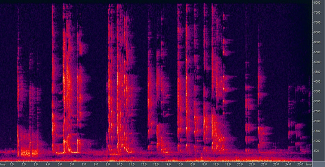 A sonogram of a recording of a Hawaiian Petrel in Haleakala National park, Hawaii
