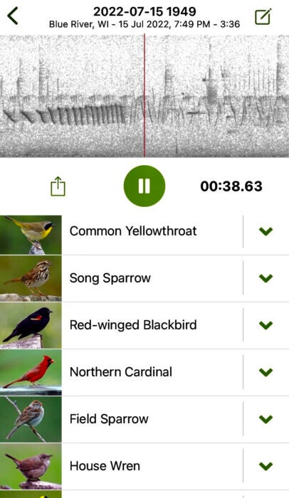 Screenshot of the Merlin smartphone app that allows bird identification based on sound. As the phone records the bird sounds, it identifies the birds.
