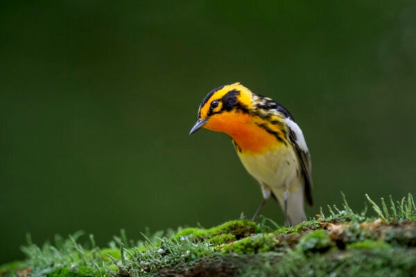 A vibrant orange and black Blackburnian Warbler perched on a mossy covered log with a smooth green background.