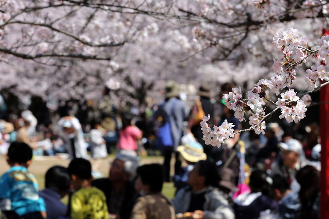 HIMEJI, JAPAN - APRIL 02: Tourists take part in 'Hanami' or Flower-viewing parties under cherry blossom trees in full bloom at Himeji Castle ground on April 2, 2015 in Himeji, Japan. The Cherry blossom season begins in Okinawa in January and moves north through Feburary peaking in Kyoto and Tokyo at the end of March and lasting just over a week. (Photo by Buddhika Weerasinghe/Getty Images)