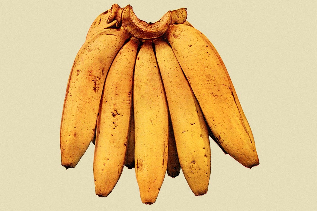 A photograph of bananas from the book Birds and Nature, 1900