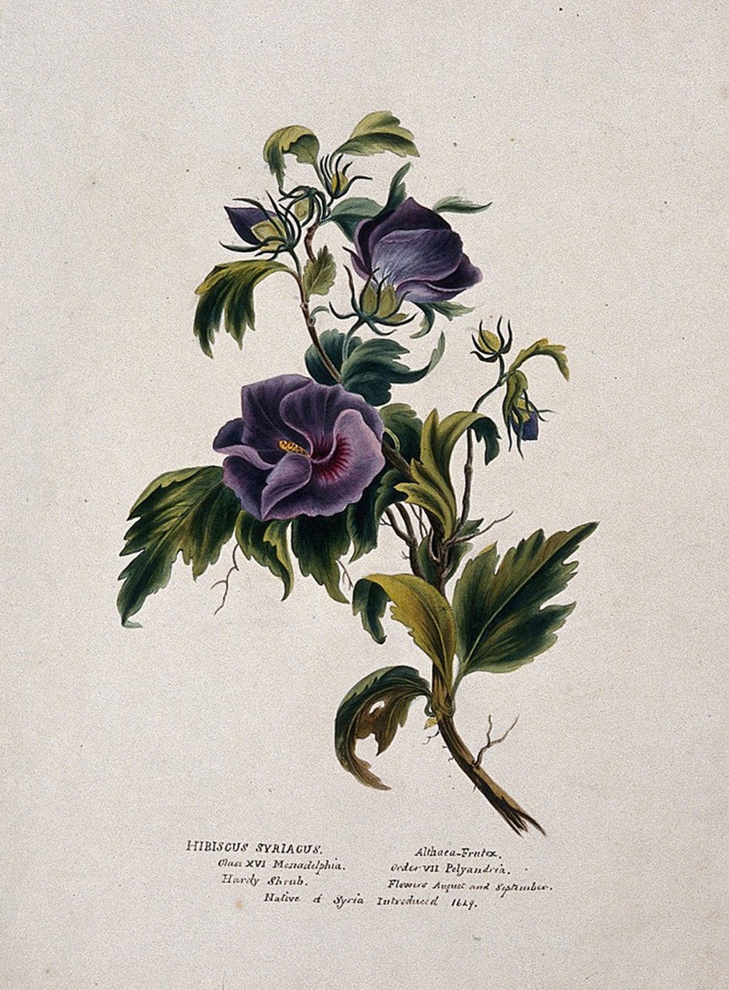 Rose-of-Sharon (Hibiscus syriacus): flowering stem