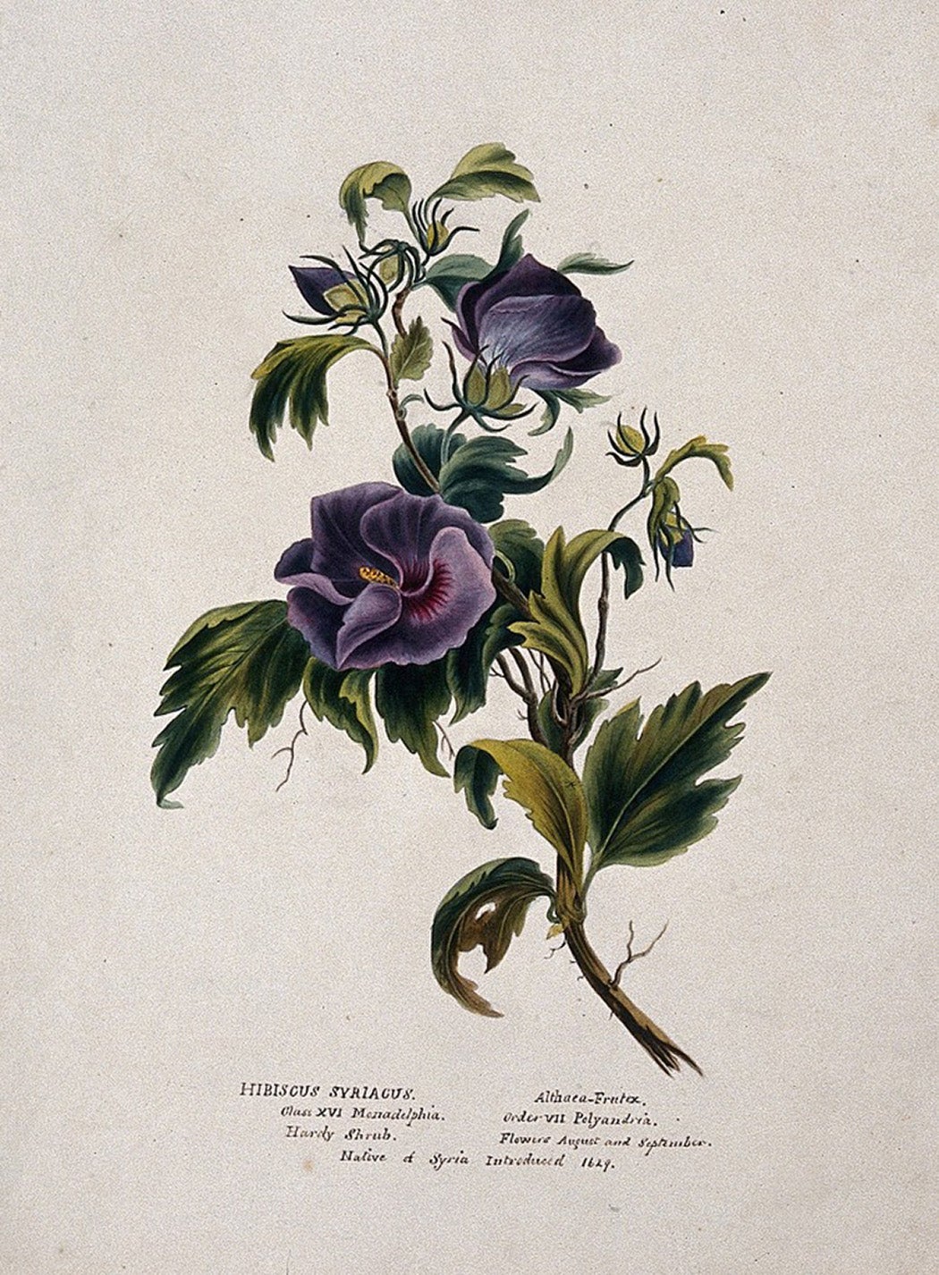 Plant of the Month: Hibiscus - JSTOR Daily