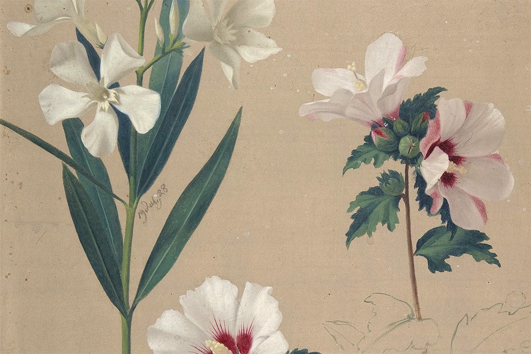 Study of Hibiscus Plants by Adolf Senff