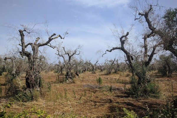 An olive grove infested with Xylella fastidiosa in Apulia, Italy.