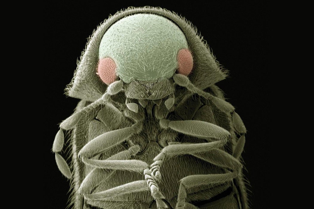 A false colored scanning electron micrograph of a flour beetle