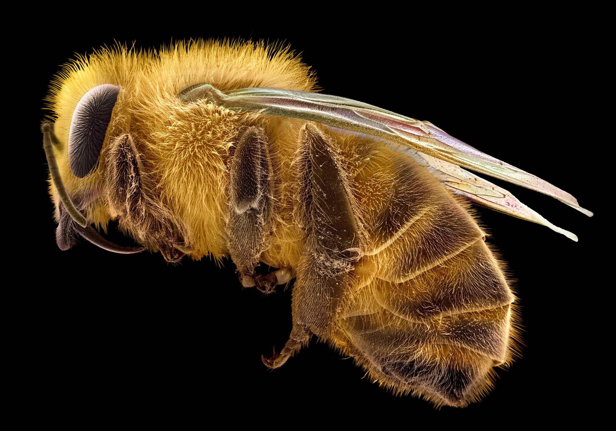 False-coloured scanning electron micrograph of a honeybee