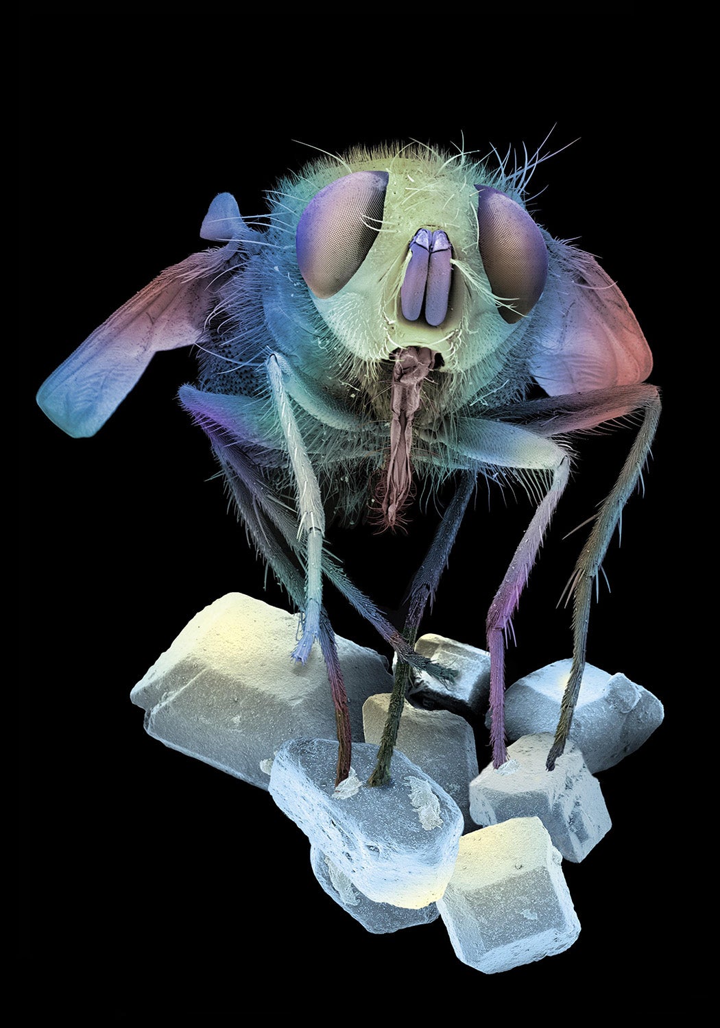 Color-enhanced image of a fly (Musca domestica) standing on sugar crystals