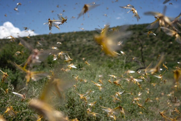 Locusts that were roosting in trees overnight take flight in the morning on May 21, 2020 in Samburu County, Kenya