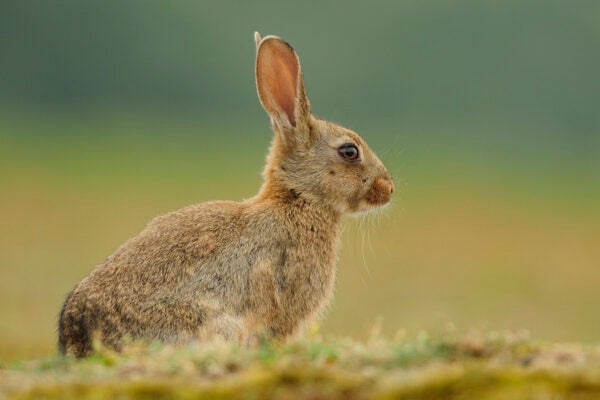 Juvenile wild rabbit sitting next to its burrow.
