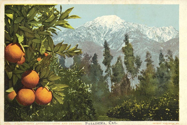 A postcard illustrating a California Anomaly, Snow and Oranges, Pasadena, California, No. 7782