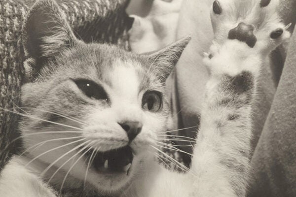 View, in extreme close up, of a cat as seen with its teeth bared and a raised claw.