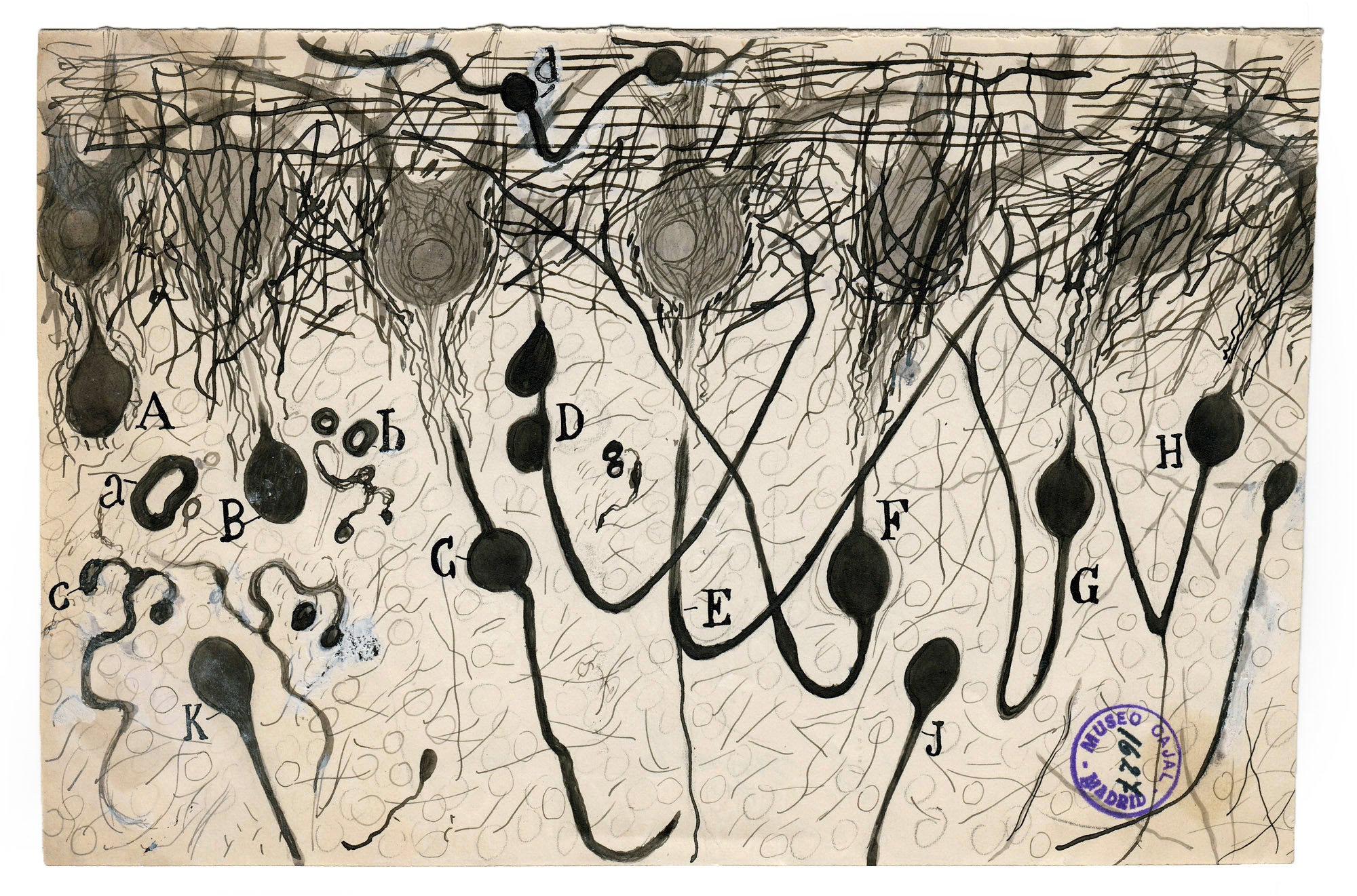 Illustration by Cajal of an axon of Purkinje neurons in the cerebellum of a drowned man