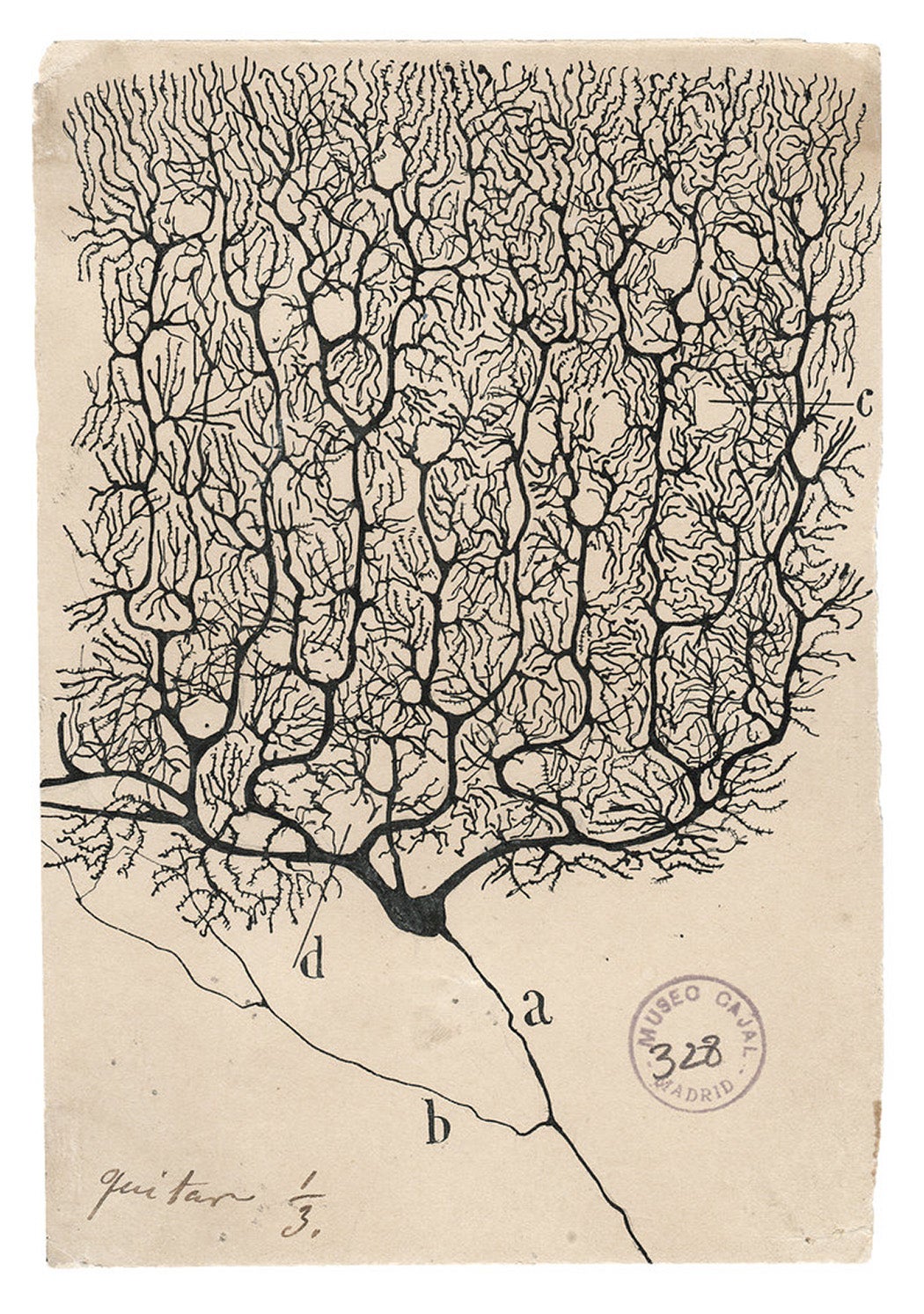 Illustration by Cajal of a purkinje neuron from the human cerebellum