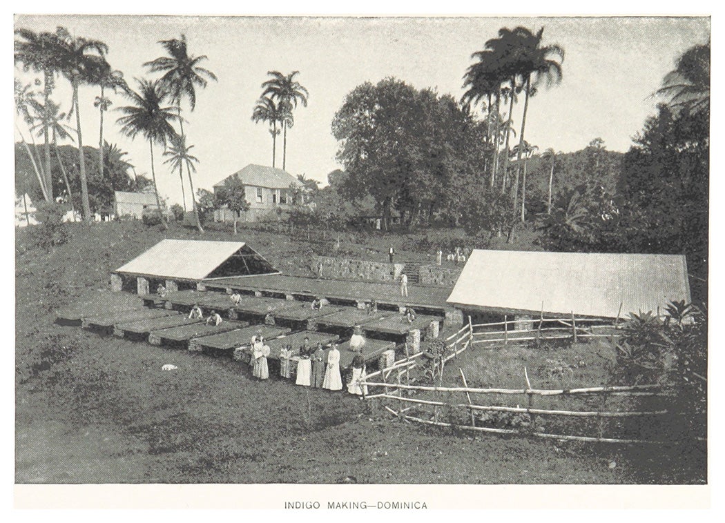 Indigo plantation in Dominica, showing enslaved people working on the land. Included in Charles August Stoddar’s Cruising among the Caribbees. Summer days in winter months (1805). British Library, via Wikimedia Commons.