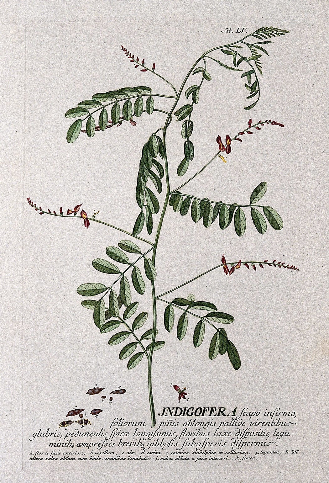 Indigofera tinctoria, or “True Indigo.”. Colored engraving