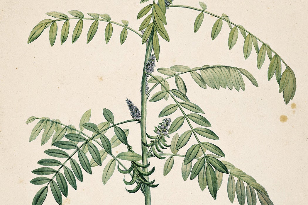 A botanical illustration of Indigofera tinctoria from La botanique de J.J. Rousseau, 1805