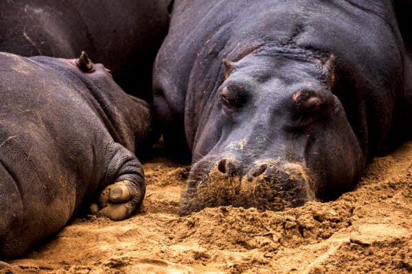 Hippopotamus sleep at Taronga Western Plains Zoo on November 06, 2021 in Dubbo, Australia. T