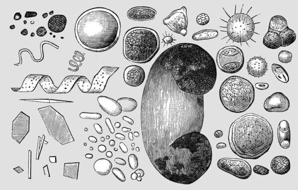 An illustration of pollen and dust in the atmosphere from Popular Science Monthly, 1883