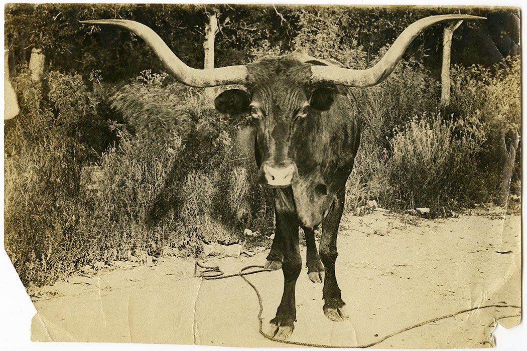A typical long-horn Texas Steer