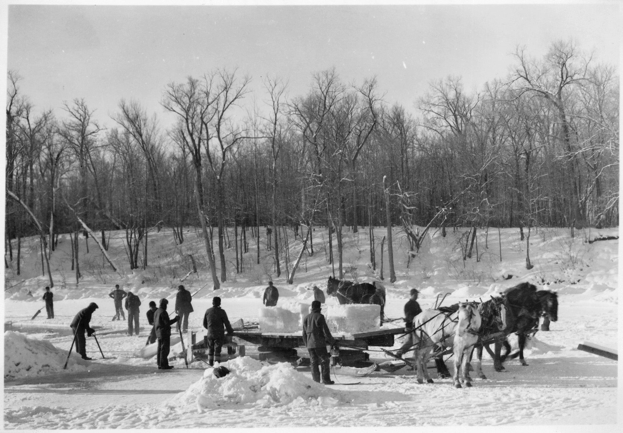 Ice blocks are cut and loaded onto a horse drawn sled, c. 1935