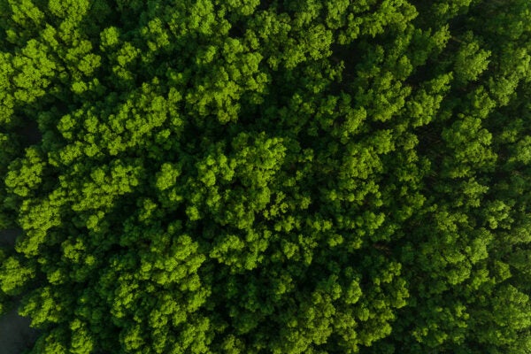 Aerial view of a mangrove forest, a natural carbon sink