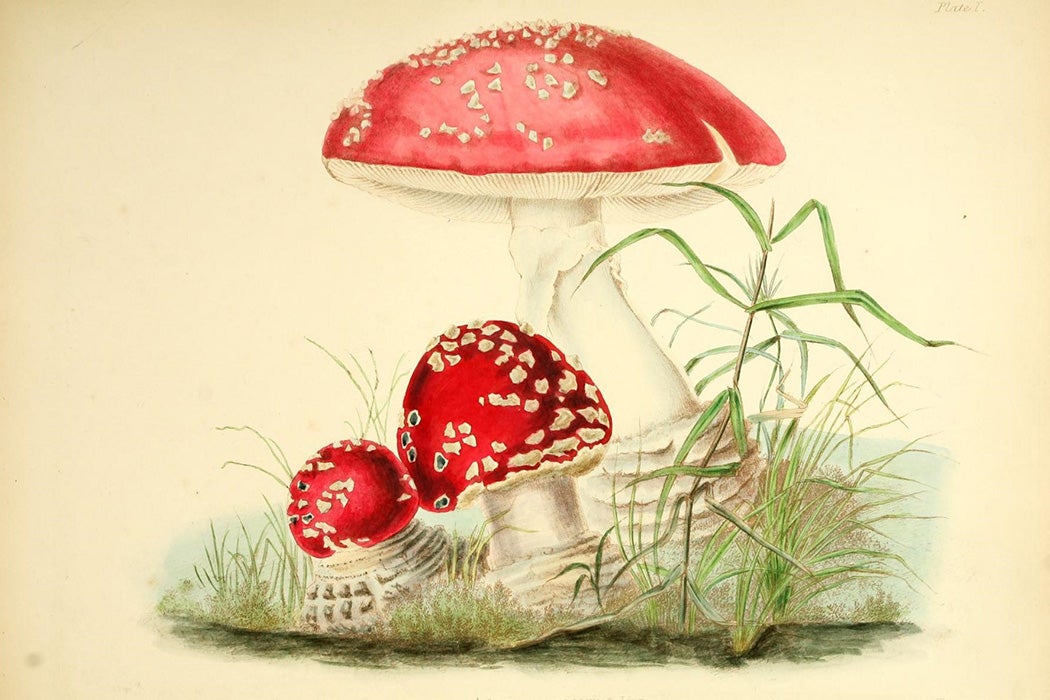 An illustration of Agaricus muscarius from Illustrations of British mycology by Anna Maria Hussey