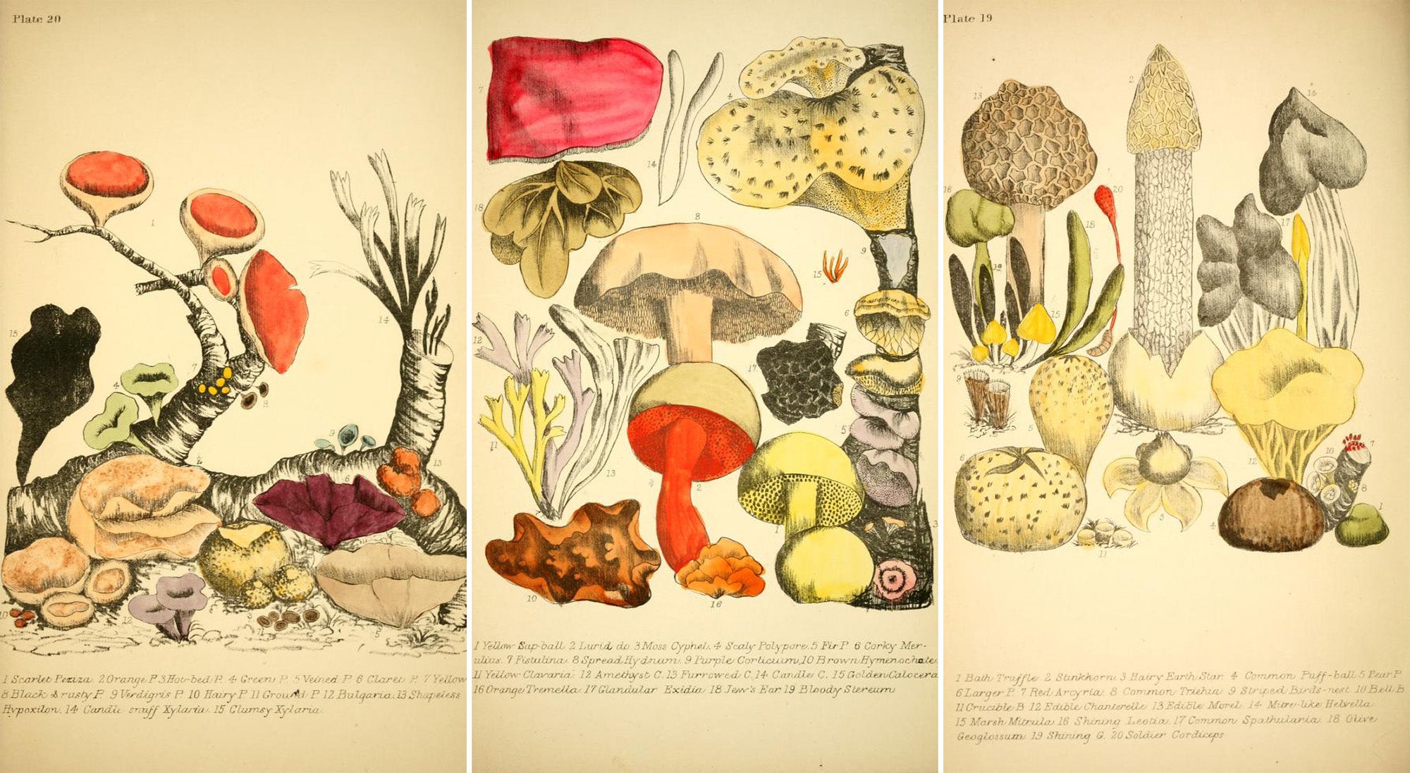 The Fungi-Mad Ladies of Long Ago - JSTOR Daily