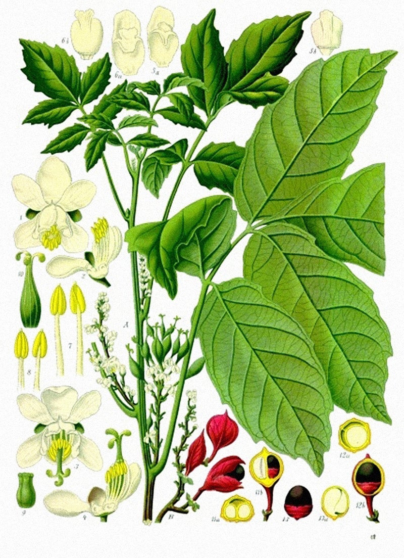 An illustration of a branch of Paullinia cupana with its fruits and flowers from Köhler's Medizinal-Pflanzen. Via Wikimedia Commons. 