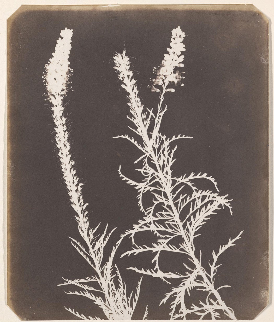 Veronica in Bloom, between 1843 and 1844, by William Henry Fox Talbot
