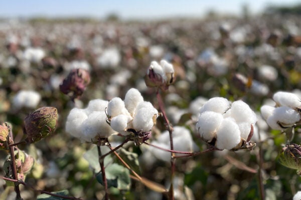 Cotton plantation