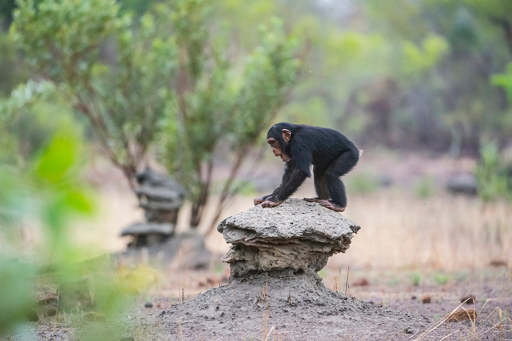 A young male chimpanzee playing on a termite mound in Senegal