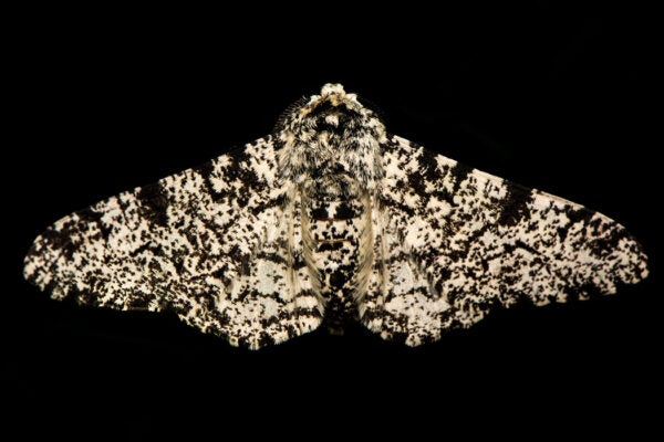 Peppered moth (Biston betularia)