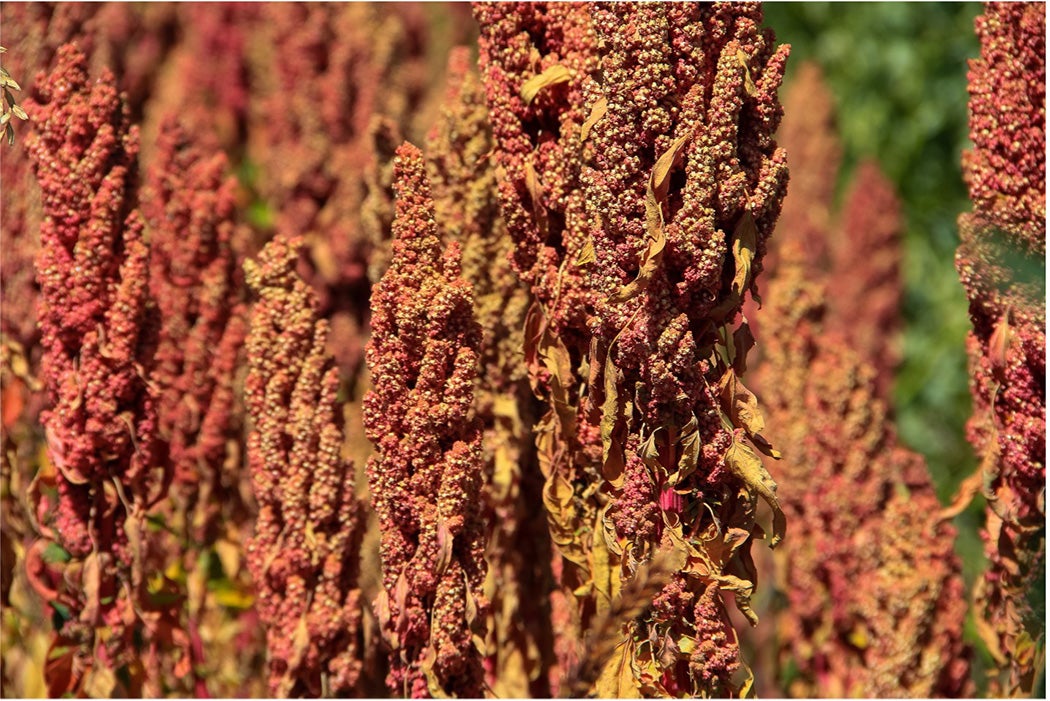Red quinoa growing in Peru. Via Wikimedia Commons