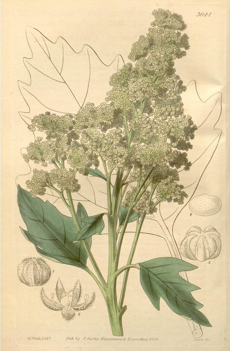Botanical illustration of quinoa, Curtis's Botanical Magazine, 1839. Via Internet Archive