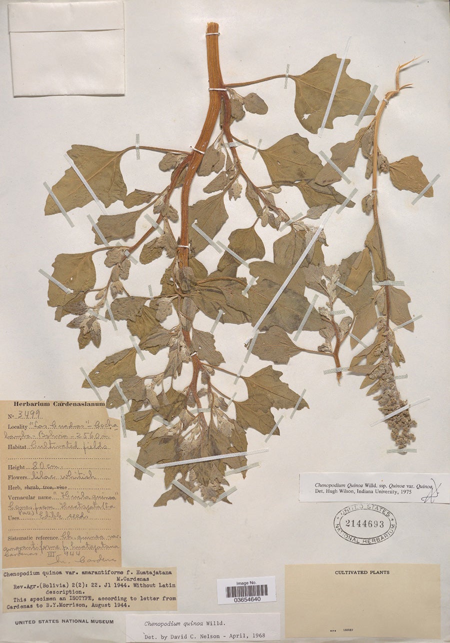 Herbarium specimen of Chenopodium quinoa collected in 1944 near Cochabamba, Bolivia. Source: National Museum of Natural History