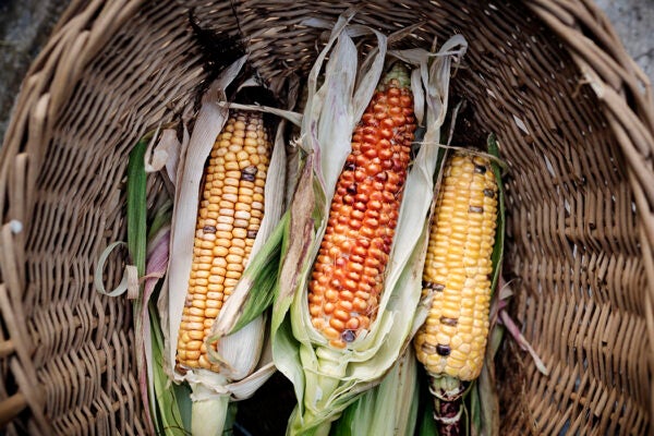 Overhead view of 3 heritage variety corn cobs photographed in a wicker basket. These varieties with their multi-coloured pieces of corn are popular for their decorative uses but some varieties can be used in corn meal for making taco’s for example. Also known as Indian corn or flint corn. Colour, horizontal with some copy space.