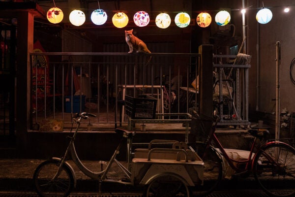 A cat sits underneath lanterns displayed at Tai O fishing village on September 07, 2022 in Hong Kong, China.