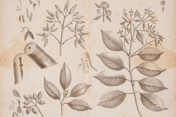 Sketches of cinchona trees. Aylmer Bourke Lambert, A Description of the Genus Cinchona (1797). Rare Book Collection, Dumbarton Oaks Research Library and Collection.