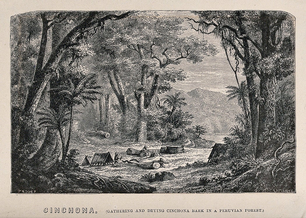 The gathering and drying of cinchona bark in a Peruvian forest. Wood engraving, by C. Leplante, c. 1867, after Faguet.