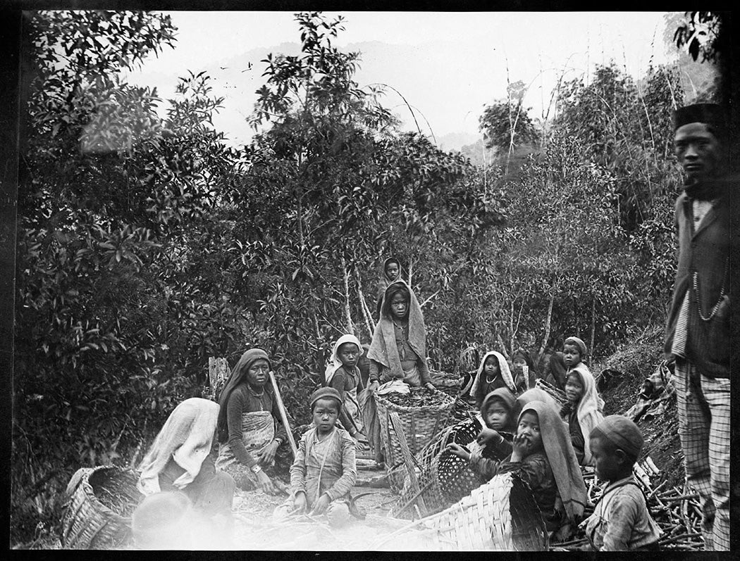 Photograph of a group of plantation workers collecting Cinchona bark on Munsong plantation, India.