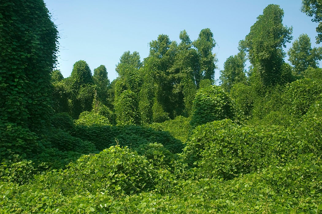 Kudzu taking over forest