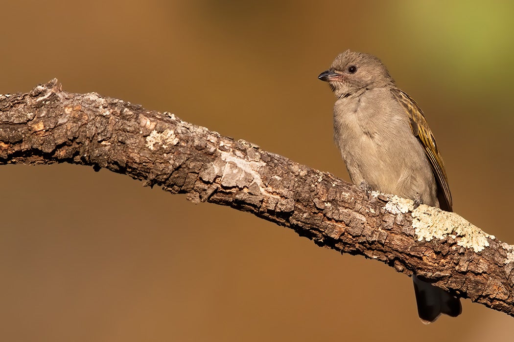 Lesser Honeyguide (Indicator minor) perched on a branch in Angola.